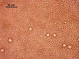 5 - Cellule corticali e cellule secretrici in visione superficiale
